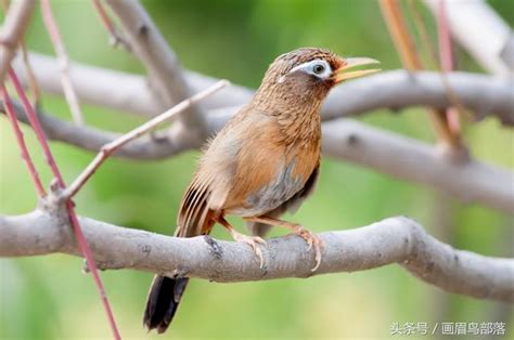 畫眉鳥可以養嗎|遛畫眉鳥的講究及禁忌 養鳥須知 – 寵物百科